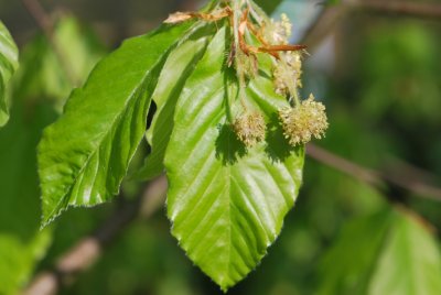Fagus orientalis - buk východní - květenství a list
